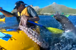 Мережу розсмішило відео з тюленем, який дав ляпаса весляру восьминогом