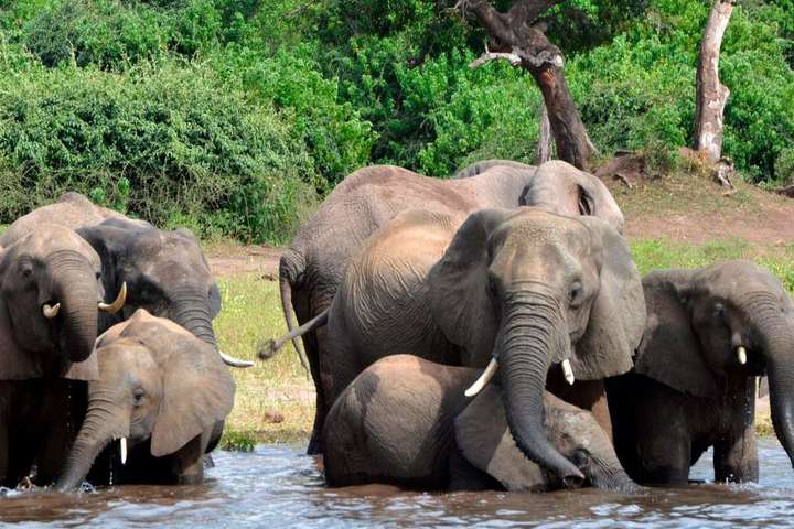 У національному парку Зімбабве слон затоптав на смерть туристку