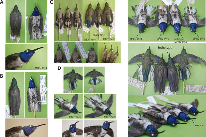 В горах Эквадора найден новый вид колибри