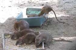 Зафіксовано перший випадок зараження людини щурячим гепатитом