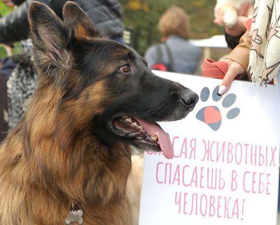 В Одесі відбувся «Марш врятованих собак»
