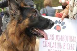 В Одесі відбувся «Марш врятованих собак»