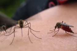 У Греції зростає кількість жертв лихоманки Західного Нілу