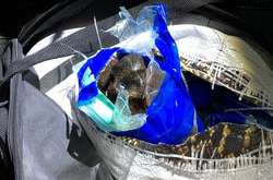 На Закарпатті СБУ блокувала контрабанду понад тонни бурштину до ЄС