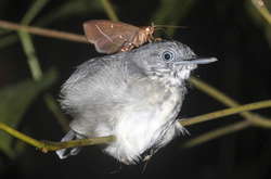 Макросъемка: мотылек пьет слезу с глаза птицы (видео)