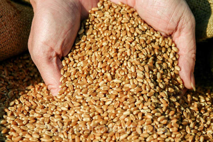 Мінагрополітики анонсувало зміну методів визначення якості пшениці