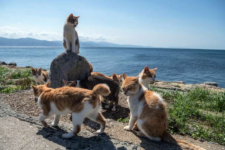 200 котів та всього 9 людей. Хвостаті «окупанти» захопили острів Аосима в Японії