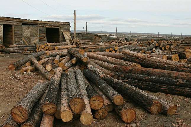 Держлісгоспи друга Луценка постачають найбільше «дров» для виробників меблів у ЄС - ЗМІ