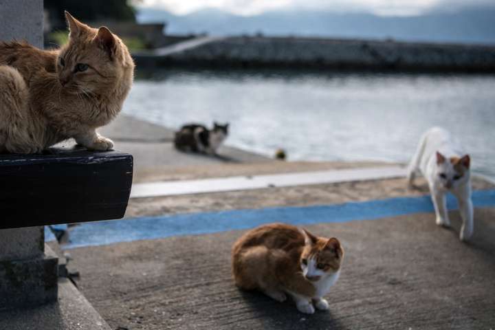 200 кошек и всего 9 людей. Хвостатые «оккупанты» захватили остров Аосима в Японии