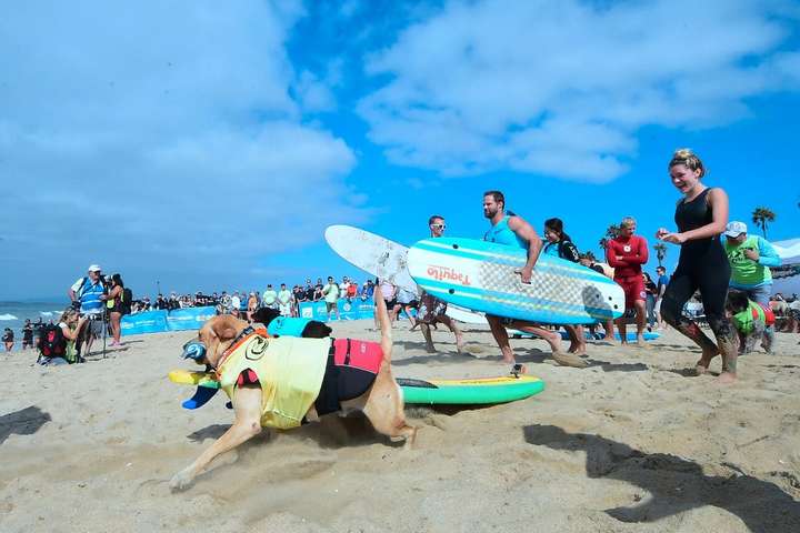 У США відбулися змагання з серфінгу серед собак