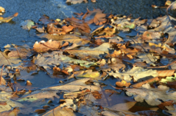 Сьогодні у більшості областей України очікуються дощі