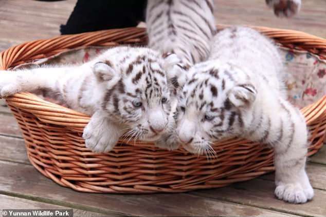 Відвідувачам китайського зоопарку вперше показали новонароджених білих тигренят