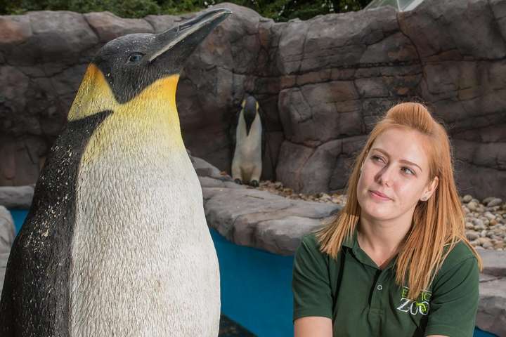 Британський зоопарк заселив новий пінгвінарій пластиковими птахами