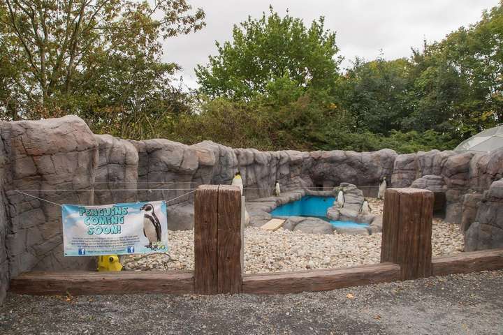 Зоопарк в Британии заселил новый пингвинарий пластиковыми птицами