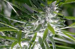 Марихуана шкодить мозку підлітків більше за алкоголь - вчені