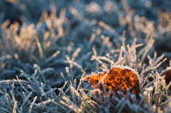 Найближчої ночі в Україну прийдуть заморозки до -5