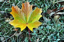 Після заморозків у Київ прийде потепління: прогноз на найближчі дні