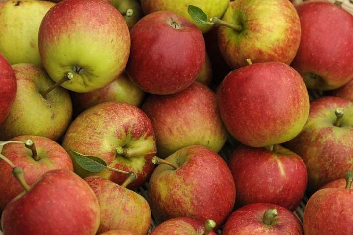 Україна почне експортувати яблука в Індію