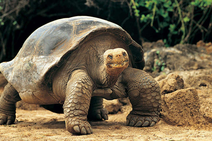 На Галапагосских островах с национального парка похищены 123 гигантские черепахи