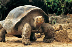 На Галапагосских островах с национального парка похищены 123 гигантские черепахи