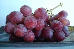 Виноградная кожура защищает от самого смертоносного рака