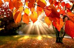 Тепло та сонячно. Яка погода чекає на українців 8 жовтня