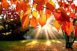 Бабье лето продолжается: завтра в Украине обещают до +22