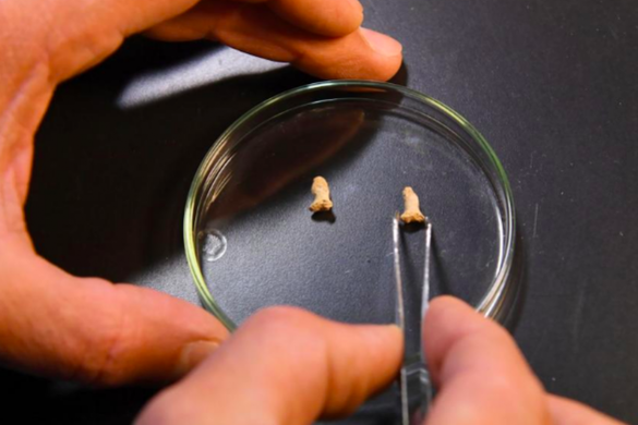 В Польше найдены кости неандертальского ребенка, которого 115 тыс. лет назад съела птица