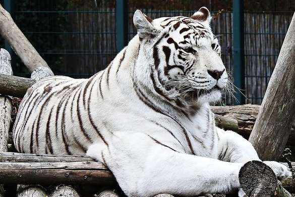 В Японії рідкісний білий тигр вбив працівника зоопарку
