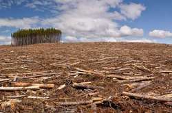 У Піщанському районі невідомі вирубали лісу майже на півмільйона