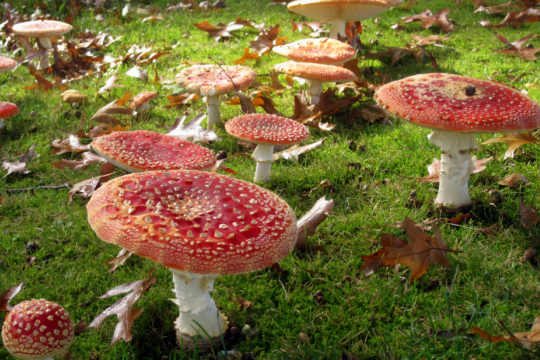 В Херсонской области семья отравилась грибами. Умерли отец с ребенком