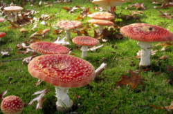 В Херсонской области семья отравилась грибами. Умерли отец с ребенком