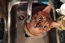 Через аварії відсутнє водопостачання у будинках на двох вулицях Києва