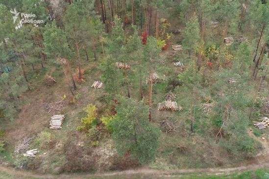 Біля маєтку екс-міністра Злочевського під Києвом йде вирубка лісу - ЗМІ