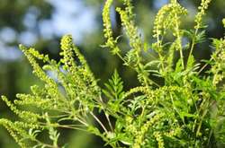 У Києві знайшли препарат, який позбавить місто від амброзії