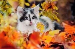 У суботу українці насолоджуватимуться бабиним літом