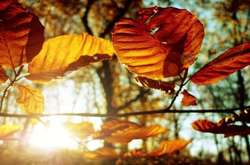 Синоптики повідомили про різке потепління