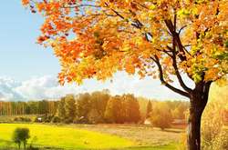 Літо жовтолисте: синоптик розповіла про погоду на вівторок 