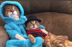 Посольство США пригласило всех на пижамную вечеринку с котом. Но это была ошибка