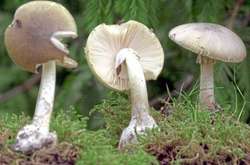 Одесит збирав гриби за допомогою мобільного додатку