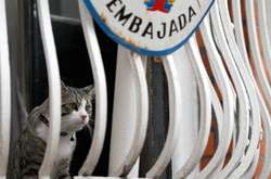 Эквадор попросил Ассанжа лучше ухаживать за своим котом