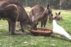 Як нахабний какаду відібрав їжу у двох кенгуру. Фотогалерея