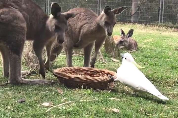 Как наглый какаду отобрал еду у двух кенгуру. фотогалерея