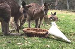 Как наглый какаду отобрал еду у двух кенгуру. фотогалерея