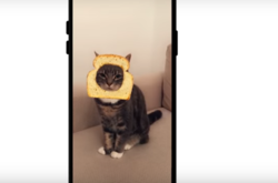 В Snapchat появились фильтры для котиков. Все в восторге, коты не оценили