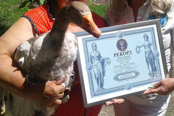 31-летнего гуся Гошу внесли в Национальный реестр рекордов