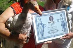 31-летнего гуся Гошу внесли в Национальный реестр рекордов