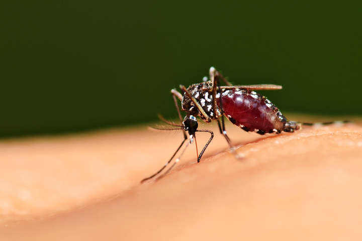У Харкові зафіксували восьмий випадок малярії за рік 