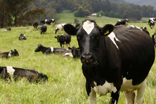 У Шотландії стався спалах коров'ячого сказу