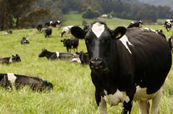 У Шотландії стався спалах коров'ячого сказу